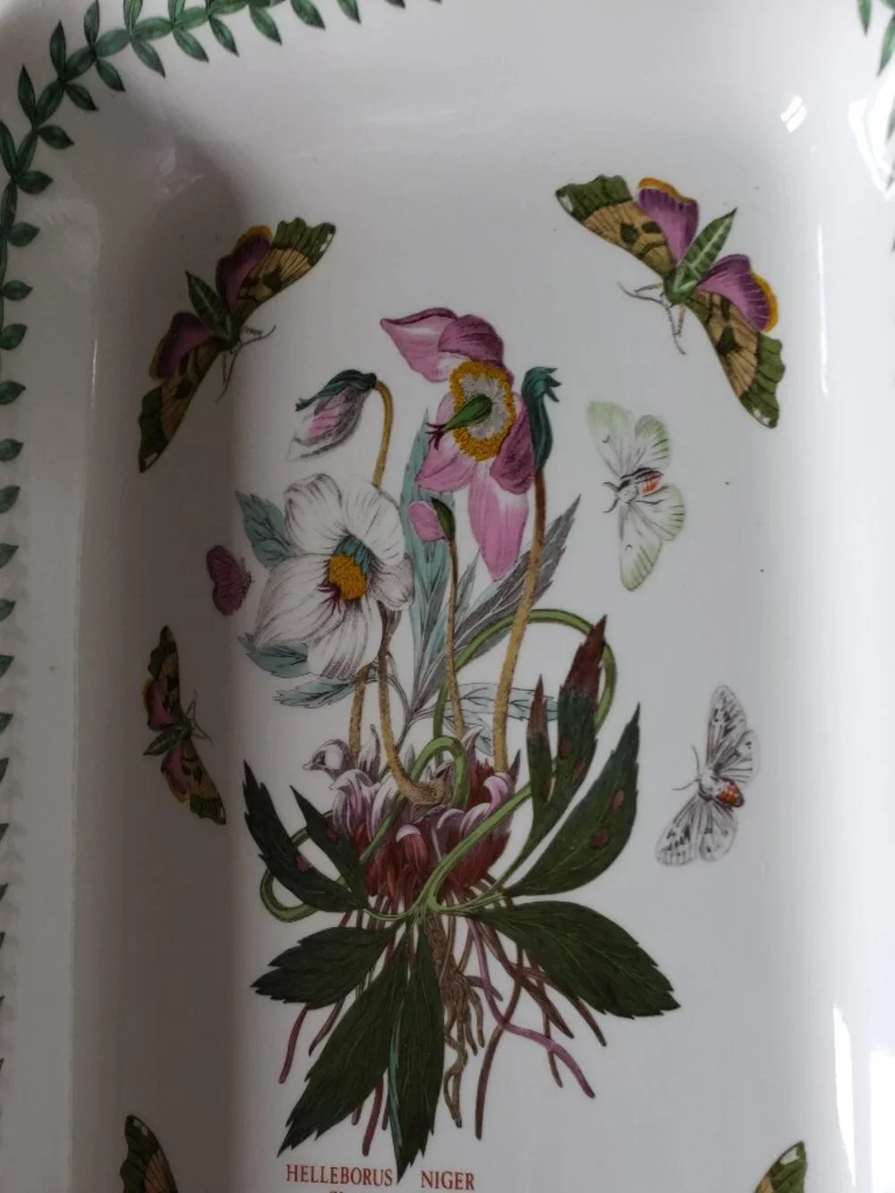 Lasagna Botanic Garden by Portmeirion Helleborus Niger Christmas Rose